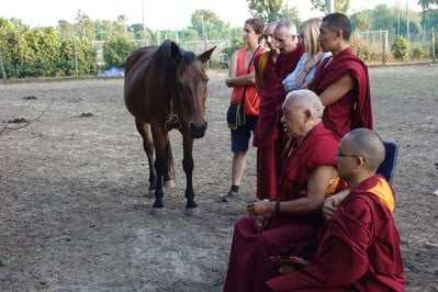 Lama Zopa Rinpoche blessing horses at Ippoasi, an animal sanctuary in Pisa, Italy, June 2014. Photo: Ven. Roger Kunsang. 