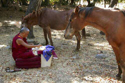 Lama Zopa Rinpoche blessing horses. 