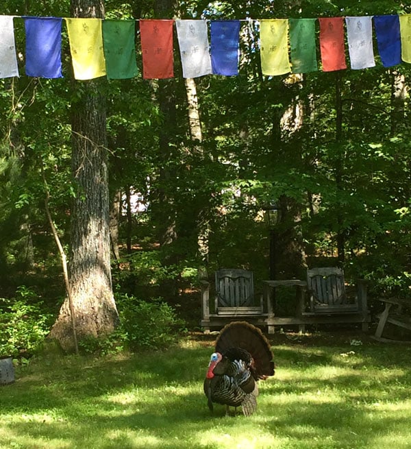 Turkey in the yard at LYWA, June 2016. Photo: Wendy Cook.