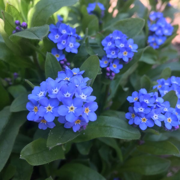 Spring flowers in the LYWA garden, Lincoln, MA, 2016. Photo: Wendy Cook.