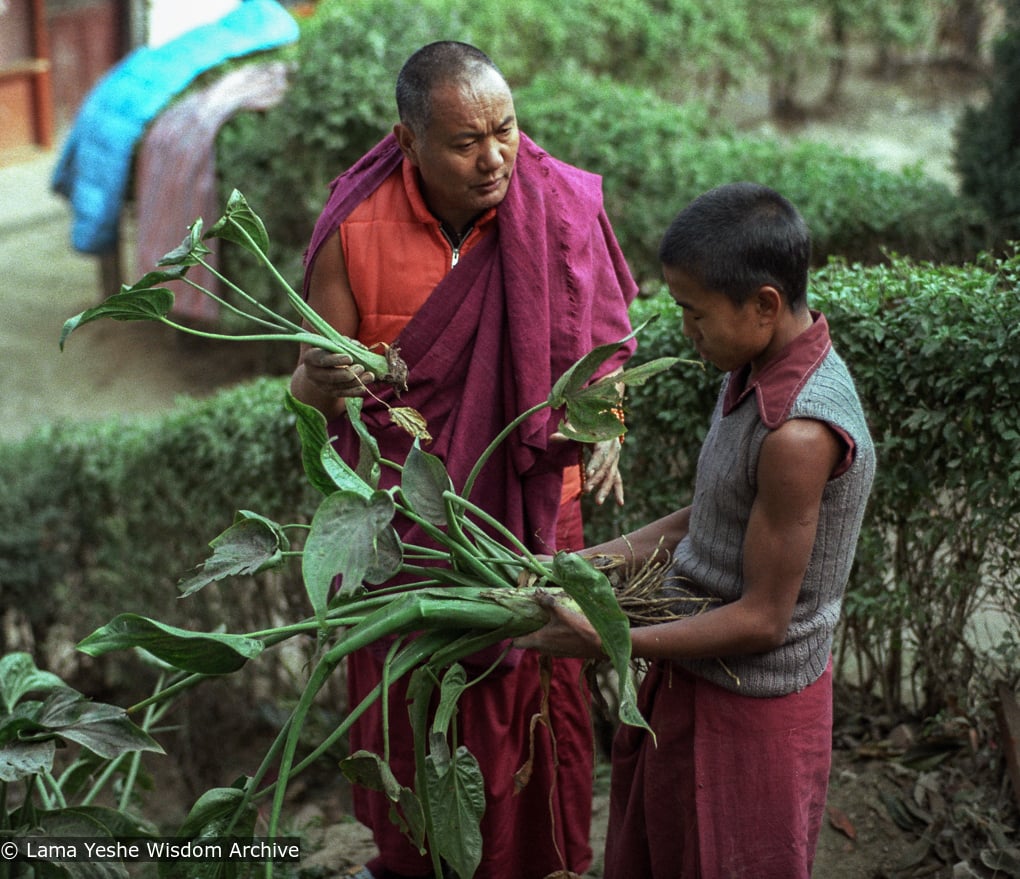 (03572_ng-3.JPG) Lama Yeshe gardening at Kopan Monastery, Nepal, 1981. Jan-Paul Kool (photographer)