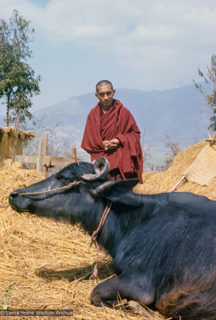 (09400_sl.JPG) Lama Zopa Rinpoche with a water buffalo, Kopan Monastery, Nepal,1976.