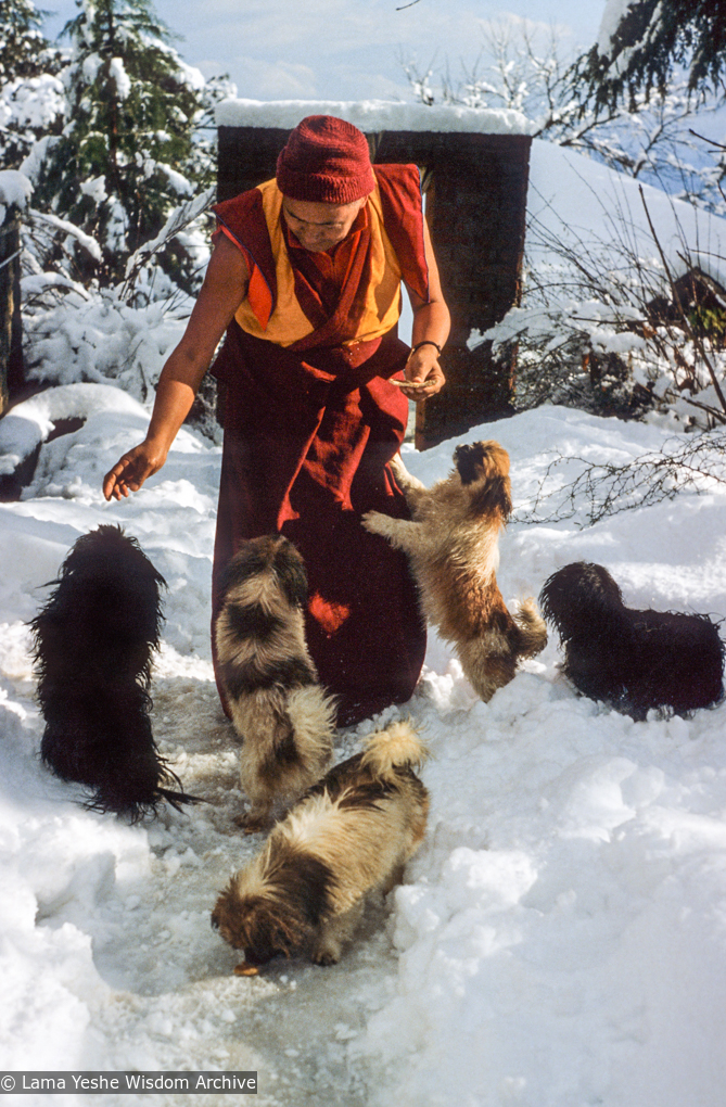 (09817_sl-3.JPG) Lama Yeshe in the snow with his dogs, Tushita Retreat Centre, Dharamsala, India, 1982.