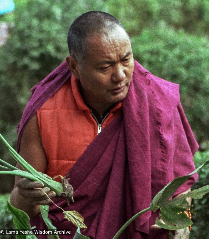 Lama Yeshe in the gardens at Kopan Monastery, 1981. Photo by Jan-Paul Kool. &quot;The red down vest he wore in Dharamsala was untraditional in that it was a modern Western garment stuffed with feathers, but traditional in that it did not have sleeves. He also wore a fringed zen, when the rule is that it should have cleanly hemmed edges. Lama’s zen was also a funny fuchsia color and bore obvious signs of age, yet he wore it everywhere.&quot;