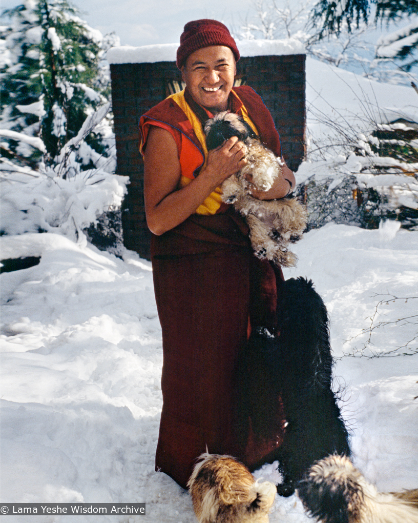 (39562_sl-3.psd) Lama Yeshe in the snow with his dogs, Tushita Retreat Centre, Dharamsala, India, 1982.