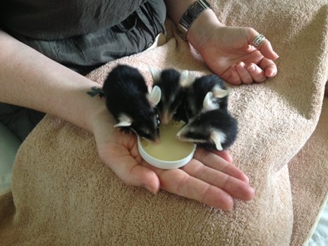 The rescued possums thrive in the care of students in retreat, Mexico, 2013. 