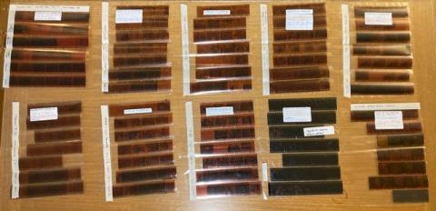 Negatives in the Lama Yeshe Wisdom Archive image collection.