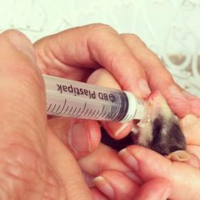 The rescued possums needed food every 2-3 hours.