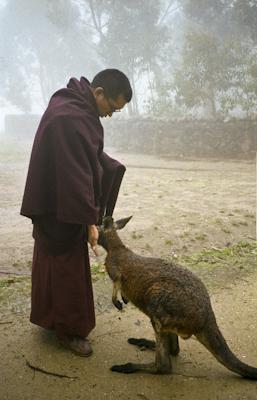 Lama Zopa Rinpoche with kangaroo in Adelaide, Australia, 1983. Photo: Wendy Finster. 