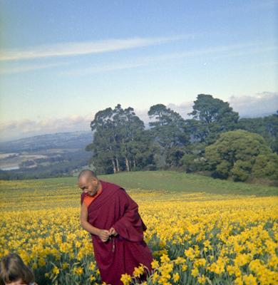 Lama Yeshe visiting a daffodil farm near Melbourne, Australia, 1976. 