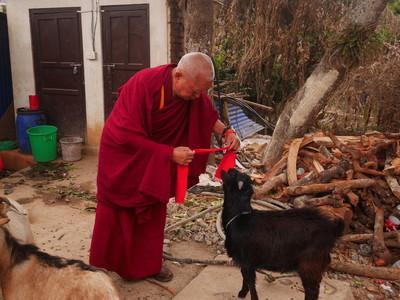 Lama Zopa Rinpoche blesses a rescued goat, Maratika, Nepal, February 2016. Photo: Holly Ansett.