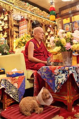 Lama Zopa Rinpoche teaching in Cham Tse Ling gompa, Hong Kong, April 2016. Photo: Lobsang Sherab.
