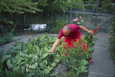 Lama Yeshe gardening in Berkeley, California, 1980. Photo: Jon Landaw