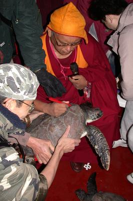 Lama Zopa Rinpoche liberates a turtle in Hong Kong, January 2004.
