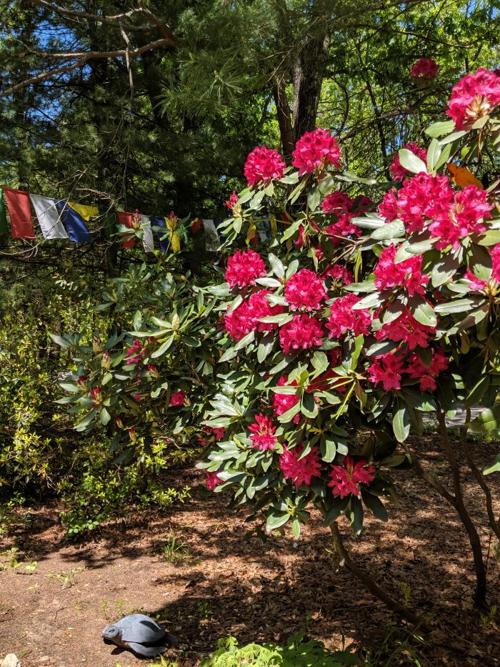 Spring in Lincoln, MA, 2019