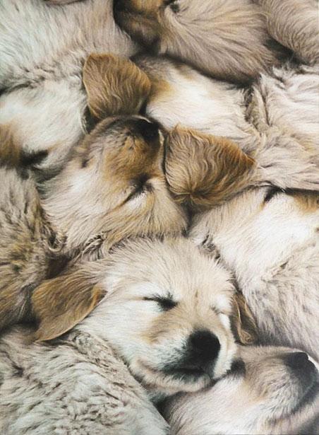 Card featuring sleeping dogs, sent by Lama Zopa Rinpoche to a student with advice about waking up from samsara.