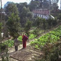 Lama's veggie garden, Kopan, 1981