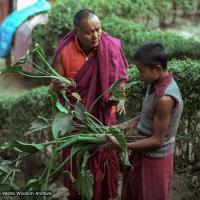 Lama Yeshe gardening, 1981