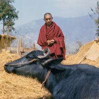 Rinpoche with water buffalo, 1976