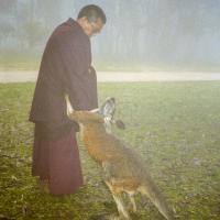 Rinpoche with kangaroo, 1983