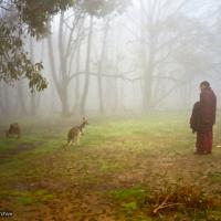 Rinpoche with kangaroo, 1983