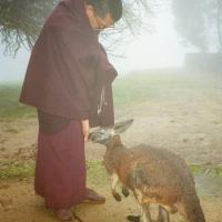 Rinpoche with kangaroo, 1983