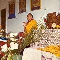 Lama, Auckland, 1974