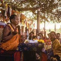 Under the Bodhi Tree
