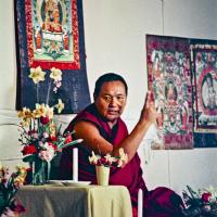 Lama at Olinda, 1976