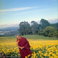 Lama visiting daffodil farm, 1976