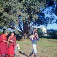 Lama in the Dandenong Ranges, 1976