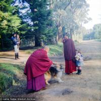 Lama in the Dandenong Ranges, 1976