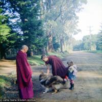 Lama in the Dandenong Ranges, 1976