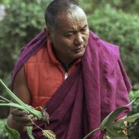 Lama, Kopan Gardens, 1981