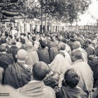 Under the Bodhi Tree