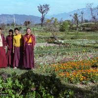 Flower shopping, Dharamsala, 1982