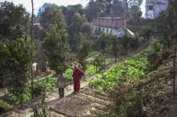 Lama's veggie garden, Kopan, 1981