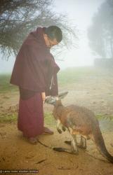 Rinpoche with kangaroo, 1983