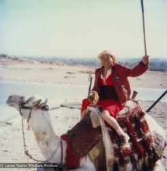 Lama on a camel, 1983